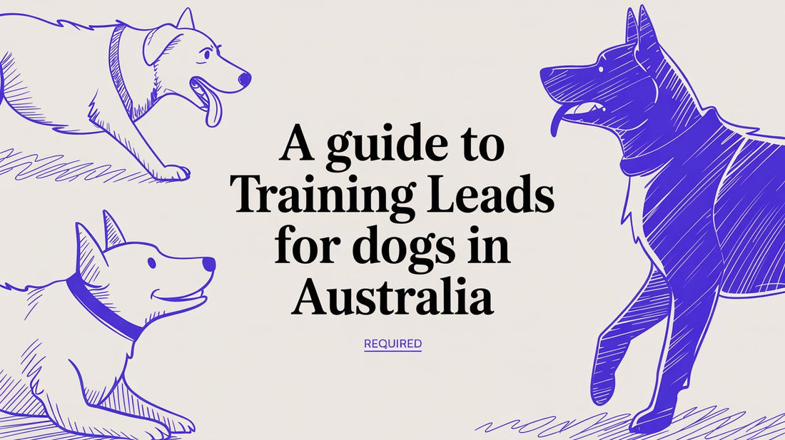 A Guide to Training Leads for Dogs in Australia