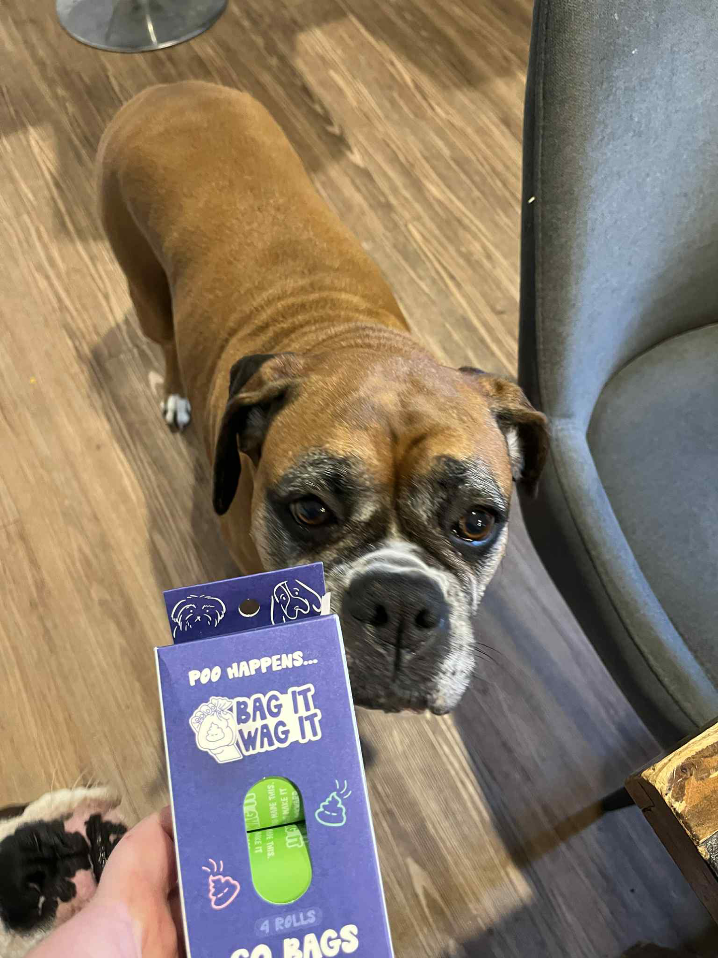 Compostable Dog Poo Bags