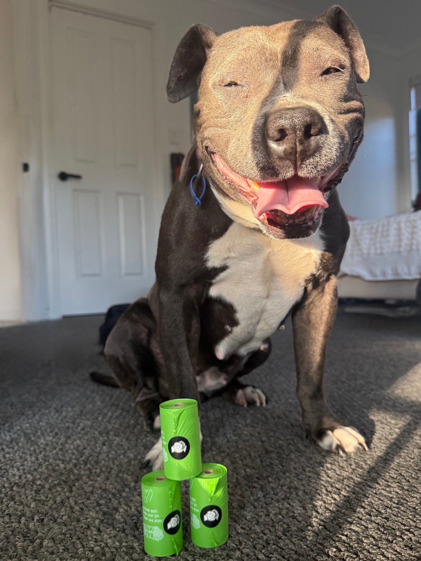 Zero-Plastic & Compostable Dog Poop Bags (60 Bags | 4 Rolls of 15 Bags)